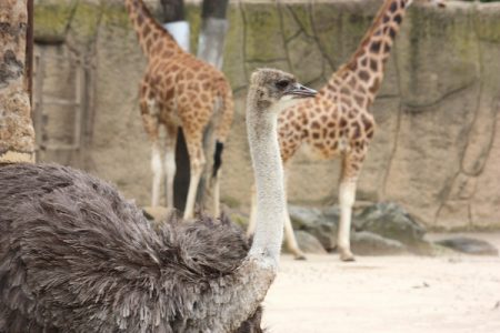 Melbourne Zoo