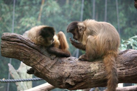 Melbourne Zoo