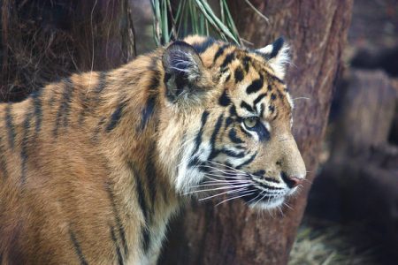 Melbourne Zoo