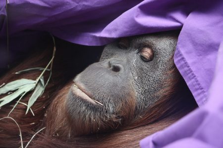 Melbourne Zoo