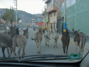 Donkeys in Huaraz