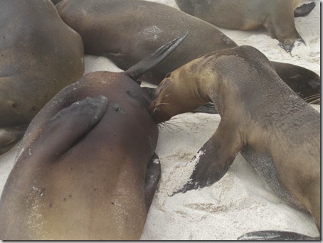 2012-12-17 Galapagos Day 1 morning water camera 033