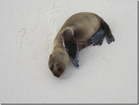 2012-12-17 Galapagos Day 1 morning water camera 067