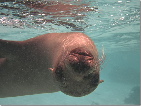 2012-12-17 Galapagos Day 1 morning water camera 090